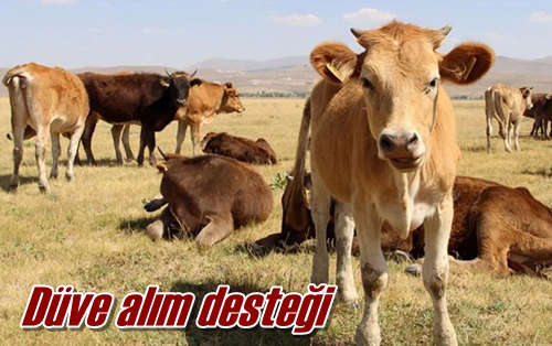 Düve alım desteği