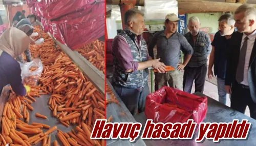 Havuç hasadı yapıldı