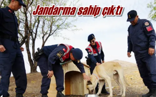 Jandarma sahip çıktı