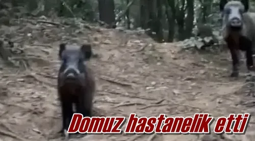 Domuz hastanelik etti