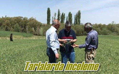 Tarlalarda inceleme