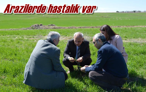 Arazilerde hastalık var