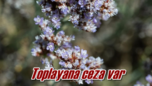 Toplayana ceza var