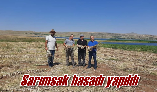 Sarımsak hasadı yapıldı