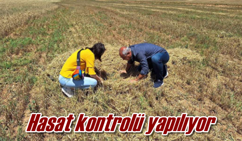 Hasat kontrolü yapılıyor