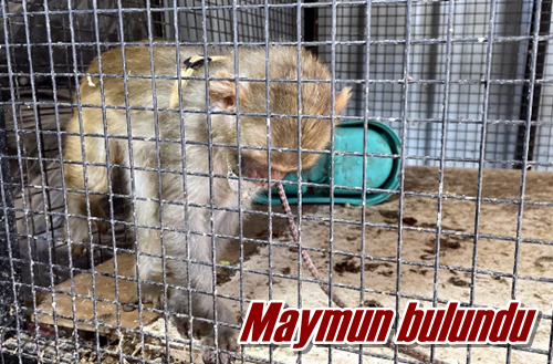 Maymun bulundu