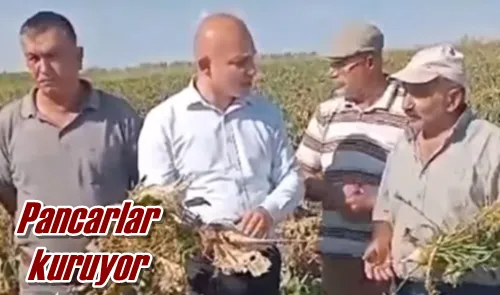 Pancarlar kuruyor