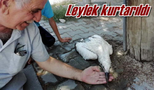 Leylek kurtarıldı