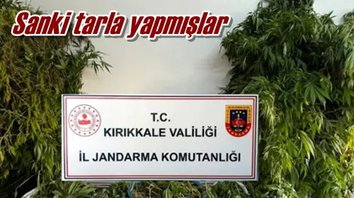 Sanki tarla yapmışlar