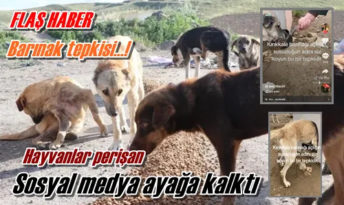 Hayvanlar perişan