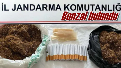 Bonzai bulundu