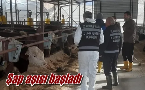 Şap aşısı başladı