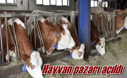 Hayvan pazarı açıldı