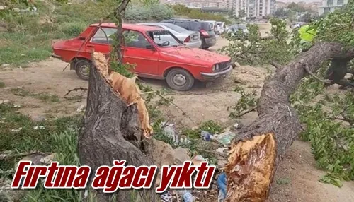 Fırtına ağacı yıktı