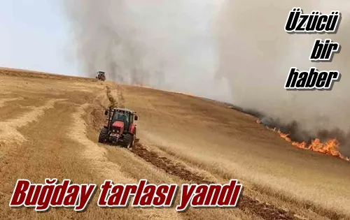Buğday tarlası yandı