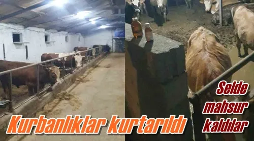 Kurbanlıklar kurtarıldı
