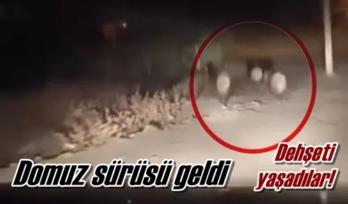 Domuz sürüsü geldi