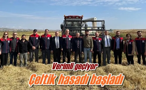 Çeltik hasadı başladı