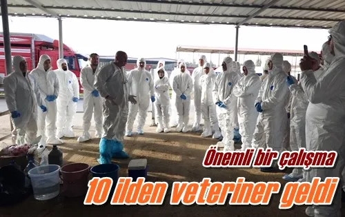 10 ilden veteriner geldi