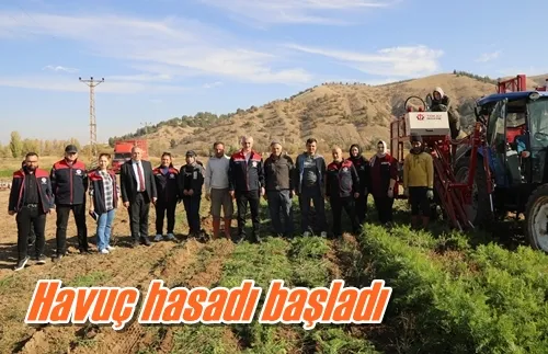 Havuç hasadı başladı