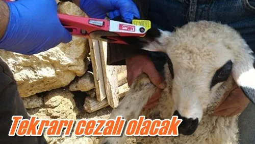 Tekrarı cezalı olacak