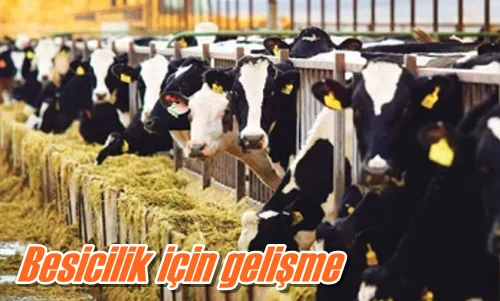 Besicilik için gelişme