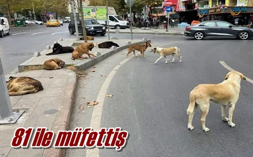 81 ile müfettiş