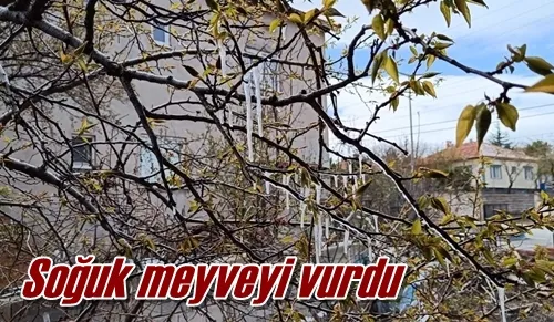 Soğuk meyveyi vurdu