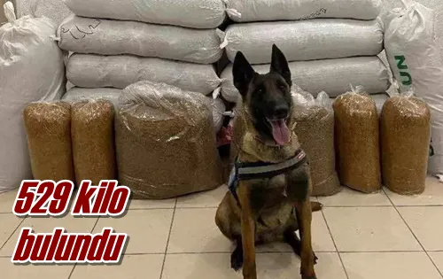 529 kilo bulundu
