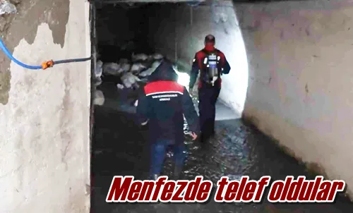Menfezde telef oldular