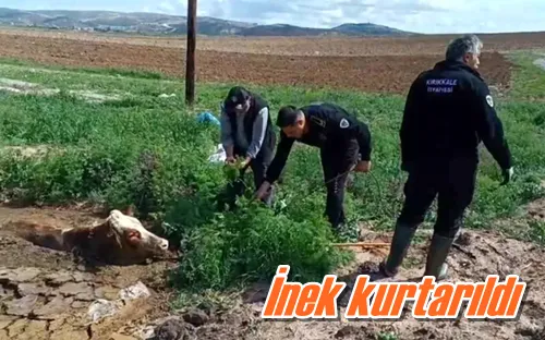 İnek kurtarıldı
