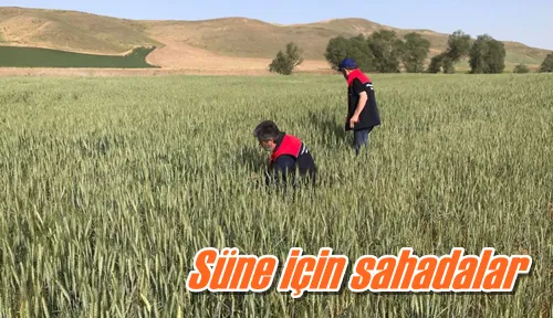 Süne için sahadalar