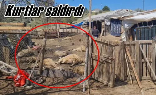 Kurtlar saldırdı