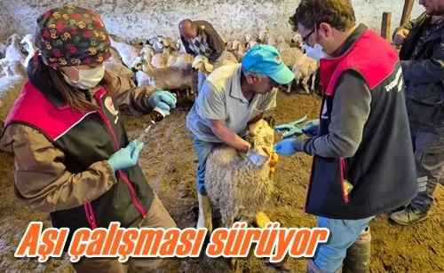 Aşı çalışması sürüyor