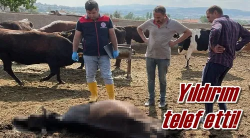Yıldırım telef etti!