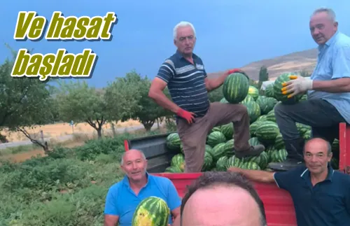 Ve hasat başladı