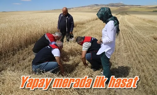 Yapay merada ilk hasat