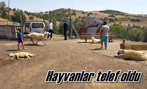 Hayvanlar telef oldu