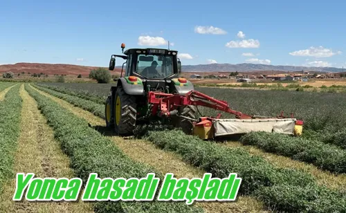 Yonca hasadı başladı