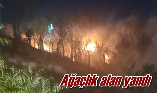 Ağaçlık alan yandı