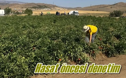Hasat öncesi denetim