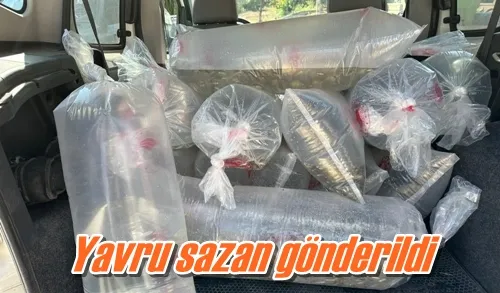 Yavru sazan gönderildi