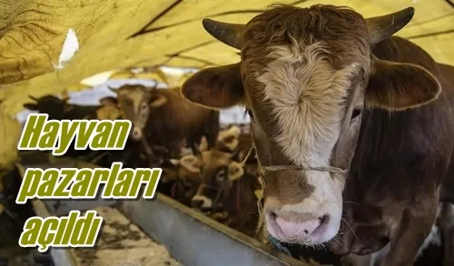 Hayvan pazarları açıldı