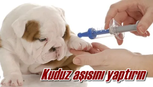 Kuduz aşısını yaptırın