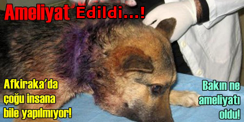 Köpeğe Başarılı Ameliyat