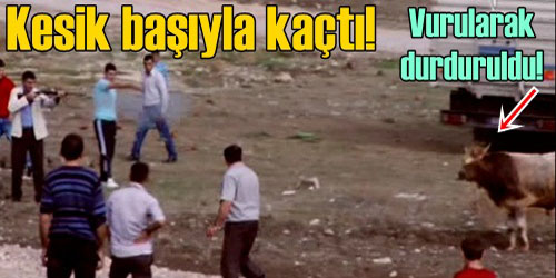 KESİK VAZİYETTE KAÇTI!