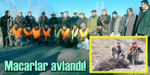 Macarlar domuz avladı!