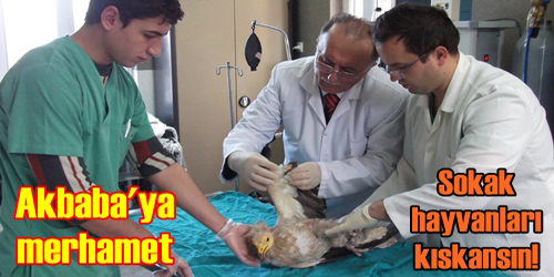 Akbabaya Merhamet!