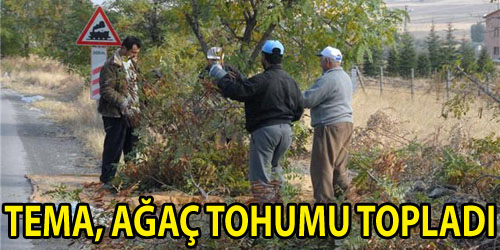 Tohum Topladılar