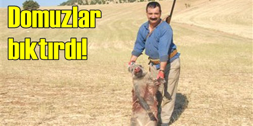 Domuzlar Zarar Veriyor
